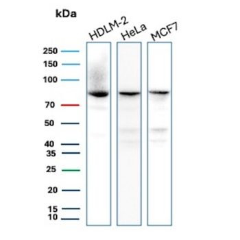 FAF1 Antibody