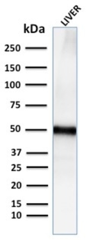 PLIN2 Antibody