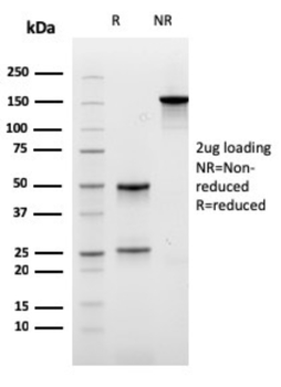CPA1 Antibody