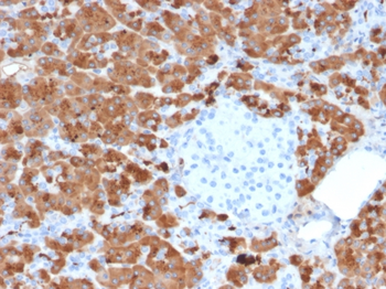 CPA1 Antibody