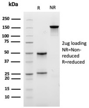 CPA1 Antibody