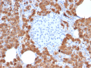 CPA1 Antibody