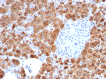 CPA1 Antibody