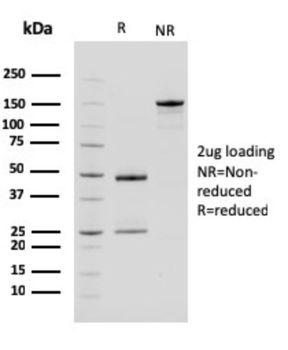 CPA1 Antibody