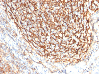 CR2 Antibody