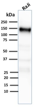 CR2 Antibody