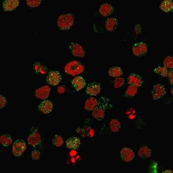 CR2 Antibody
