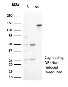 MAPK14 Antibody