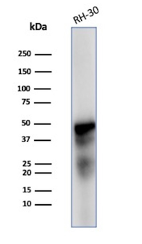 DES Antibody