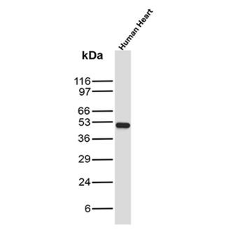 DES Antibody