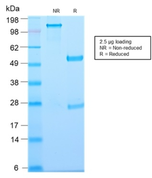 TYMP Antibody