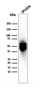 TYMP Antibody