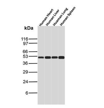 TYMP Antibody