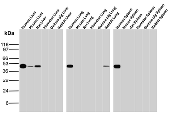 TYMP Antibody