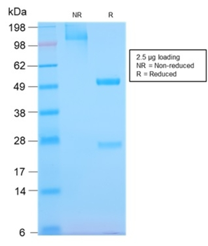 EGFR Antibody