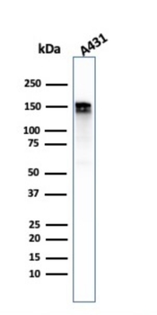 EGFR Antibody