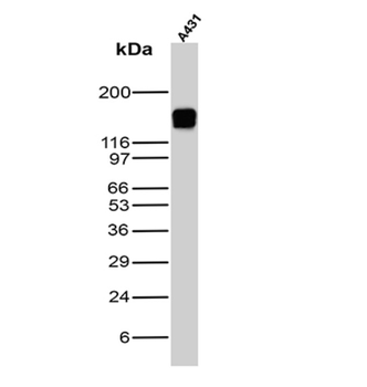 EGFR Antibody