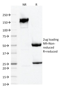 AIF1 Antibody