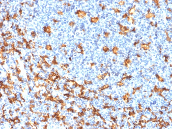 AIF1 Antibody