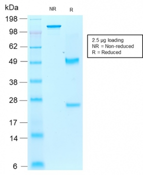AIF1 Antibody