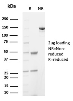 AIF1 Antibody