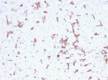 AIF1 Antibody
