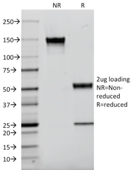 AIF1 Antibody