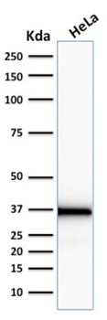EMD Antibody