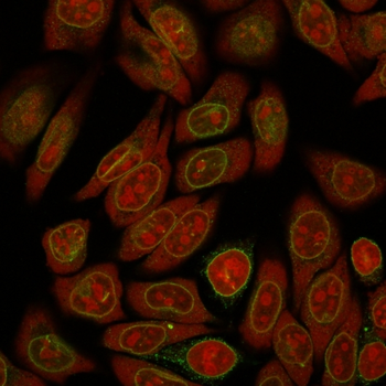 EMD Antibody