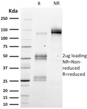 EMD Antibody