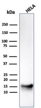 FABP5 Antibody