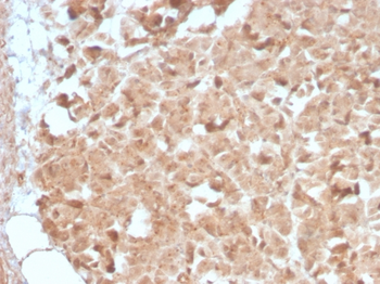 CELA3B Antibody