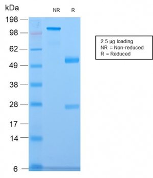 CELA3B Antibody