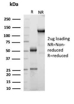 CELA3B Antibody