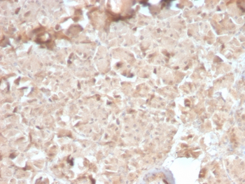CELA3B Antibody