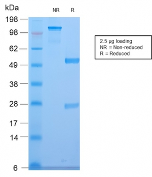 CELA3B Antibody