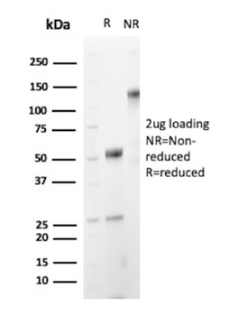 CELA3B Antibody