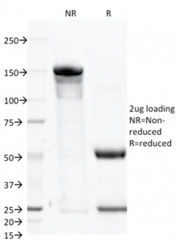 FOLH1 Antibody