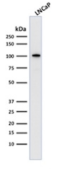 FOLH1 Antibody
