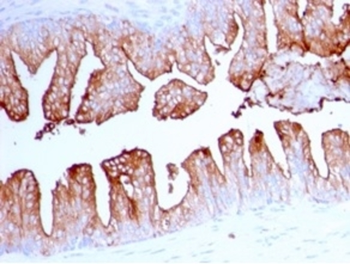 FOLH1 Antibody