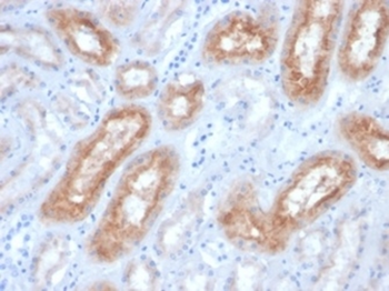 FOLH1 Antibody