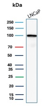 FOLH1 Antibody