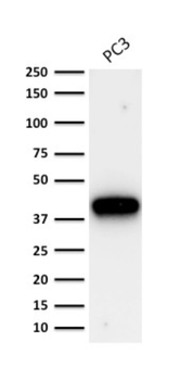 AMACR Antibody