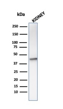 AMACR Antibody