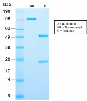 AMACR Antibody
