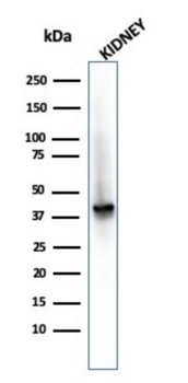 AMACR Antibody