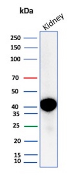 AMACR Antibody