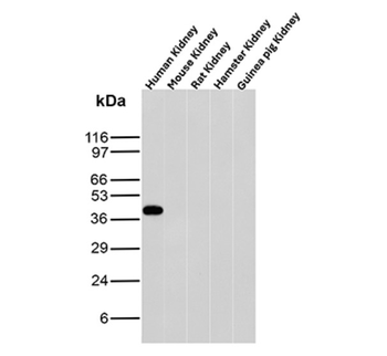 AMACR Antibody
