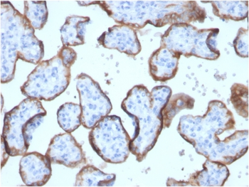 ALPP Antibody