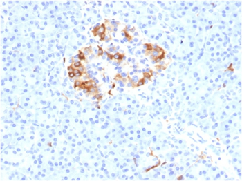 FTL Antibody